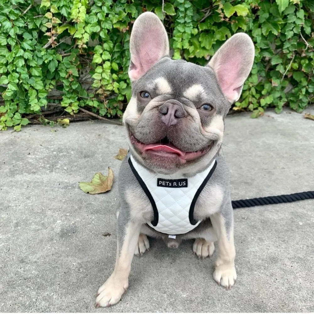 PETsRUS engineered everyday